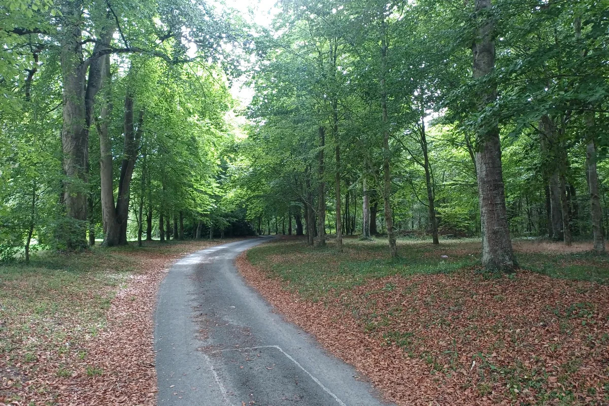 Allée boisée traversant le parc menant au cabinet de shiatsu